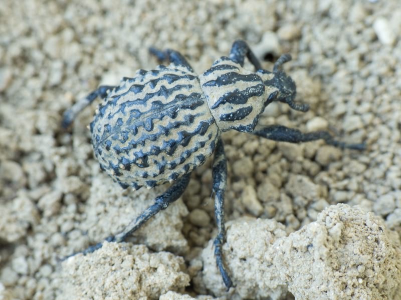 Brachycerus sinuatus Olivier, 1807